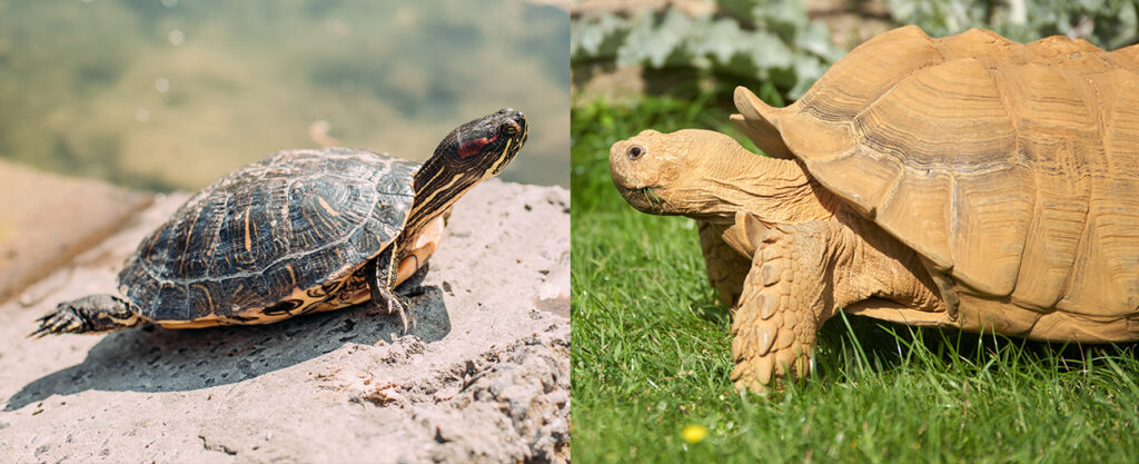 Kaplumbağa ile Tosbağa Arasındaki Fark Nedir ve Nasıl Anlaşılır?