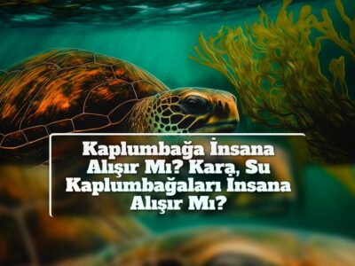 Kaplumbağa İnsana Alışır Mı? Kara, Su Kaplumbağaları İnsana Alışır Mı?