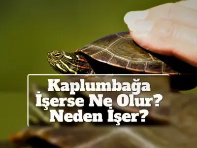 Kaplumbağa İşerse Ne Olur? Neden İşer?