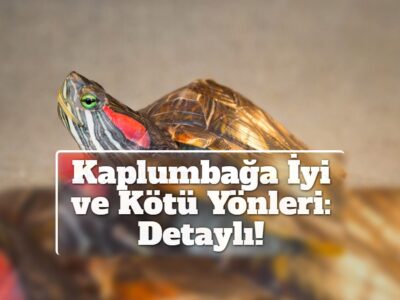 Kaplumbağa İyi ve Kötü Yönleri: Detaylı!