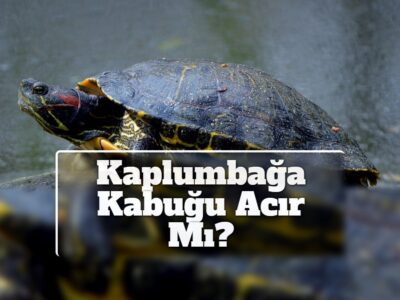 Kaplumbağa Kabuğu Acır Mı?