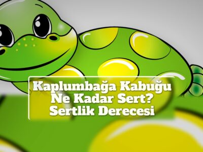 Kaplumbağa Kabuğu Ne Kadar Sert? Sertlik Derecesi