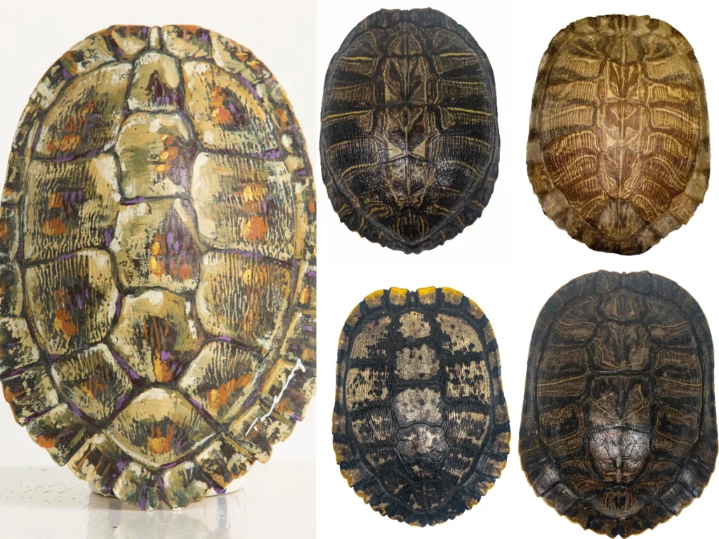 Kaplumbağa Kabuğu: Özellikleri, Hangi Renk Olur, Diğer Adları Nelerdir? Kabuğun Faydaları