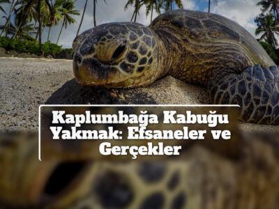 Kaplumbağa Kabuğu Yakmak: Efsaneler ve Gerçekler