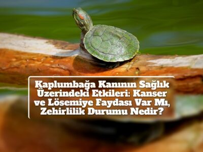 Kaplumbağa Kanının Sağlık Üzerindeki Etkileri: Kanser ve Lösemiye Faydası Var Mı, Zehirlilik Durumu Nedir?