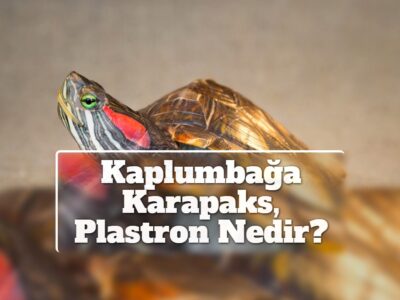 Kaplumbağa Karapaks, Plastron Nedir?