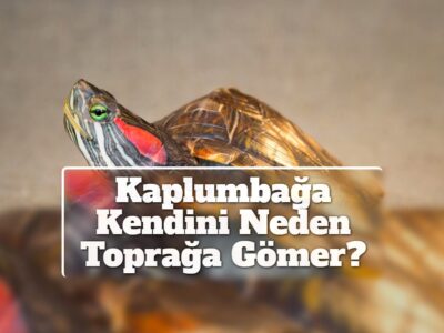 Kaplumbağa Kendini Neden Toprağa Gömer?