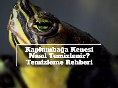 Kaplumbağa Kenesi Nasıl Temizlenir? Temizleme Rehberi
