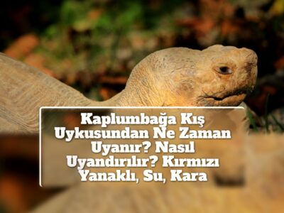 Kaplumbağa Kış Uykusundan Ne Zaman Uyanır? Nasıl Uyandırılır? Kırmızı Yanaklı, Su, Kara