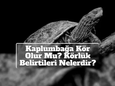 Kaplumbağa Kör Olur Mu? Körlük Belirtileri Nelerdir?