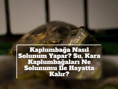 Kaplumbağa Nasıl Solunum Yapar? Su, Kara Kaplumbağaları Ne Solunumu İle Hayatta Kalır?