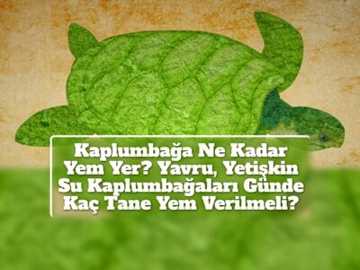 Kaplumbağa Ne Kadar Yem Yer? Yavru, Yetişkin Su Kaplumbağaları Günde Kaç Tane Yem Verilmeli?