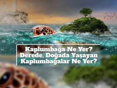 Kaplumbağa Ne Yer? Derede, Doğada Yaşayan Kaplumbağalar Ne Yer?