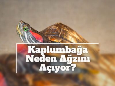Kaplumbağa Neden Ağzını Açıyor?