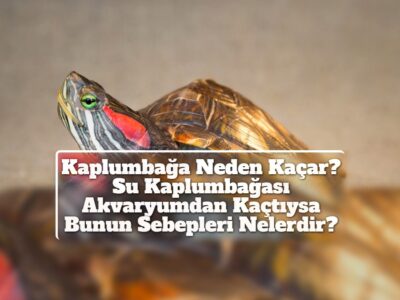 Kaplumbağa Neden Kaçar? Su Kaplumbağası Akvaryumdan Kaçtıysa Bunun Sebepleri Nelerdir?