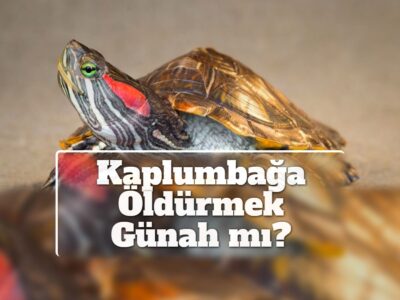 Kaplumbağa Öldürmek Günah mı?