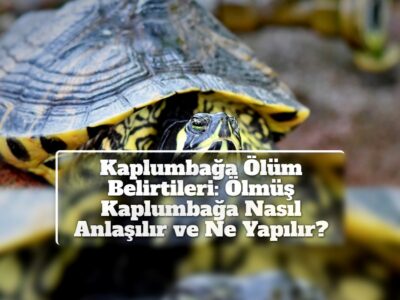 Kaplumbağa Ölüm Belirtileri: Ölmüş Kaplumbağa Nasıl Anlaşılır ve Ne Yapılır?