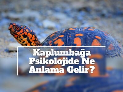 Kaplumbağa Psikolojide Ne Anlama Gelir?