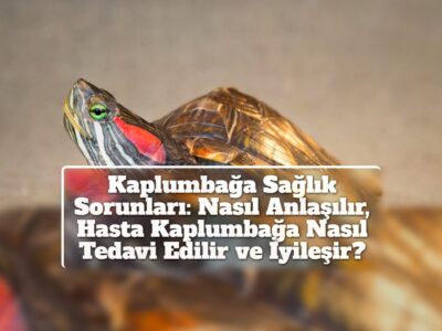 Kaplumbağa Sağlık Sorunları: Nasıl Anlaşılır, Hasta Kaplumbağa Nasıl Tedavi Edilir ve İyileşir?