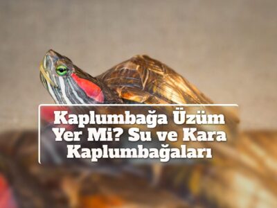 Kaplumbağa Üzüm Yer Mi? Su ve Kara Kaplumbağaları