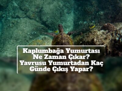 Kaplumbağa Yumurtası Ne Zaman Çıkar? Yavrusu Yumurtadan Kaç Günde Çıkış Yapar?