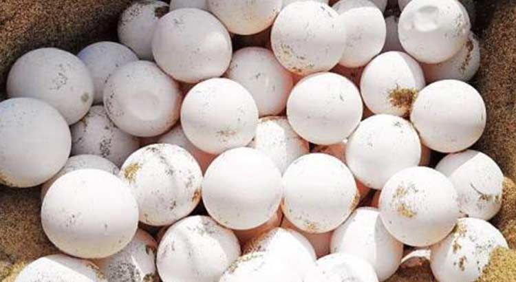 Kaplumbağa Yumurtası Yenir Mi? Sağlık Açısından Faydaları ve Zararları