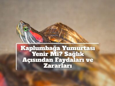 Kaplumbağa Yumurtası Yenir Mi? Sağlık Açısından Faydaları ve Zararları