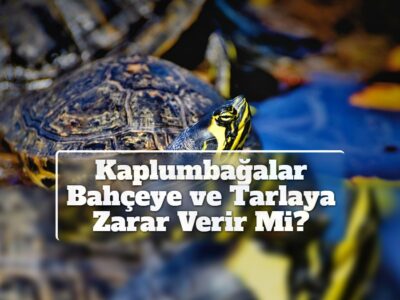 Kaplumbağalar Bahçeye ve Tarlaya Zarar Verir Mi?