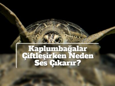 Kaplumbağalar Çiftleşirken Neden Ses Çıkarır?