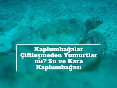 Kaplumbağalar Çiftleşmeden Yumurtlar mı? Su ve Kara Kaplumbağası