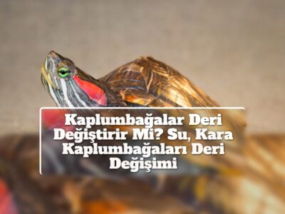 Kaplumbağalar Deri Değiştirir Mi? Su, Kara Kaplumbağaları Deri Değişimi