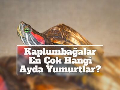 Kaplumbağalar En Çok Hangi Ayda Yumurtlar?