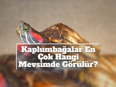 Kaplumbağalar En Çok Hangi Mevsimde Görülür?