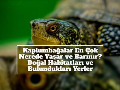 Kaplumbağalar En Çok Nerede Yaşar ve Barınır? Doğal Habitatları ve Bulundukları Yerler