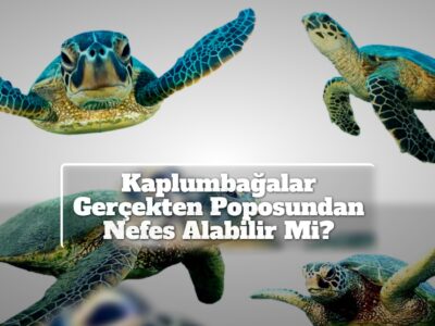 Kaplumbağalar Gerçekten Poposundan Nefes Alabilir Mi?