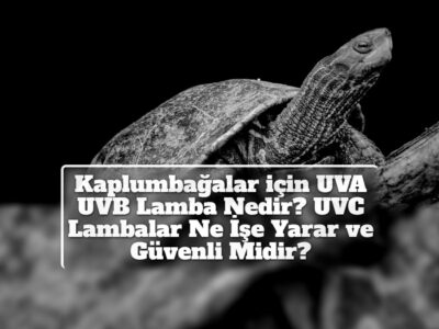 Kaplumbağalar için UVA UVB Lamba Nedir? UVC Lambalar Ne İşe Yarar ve Güvenli Midir?