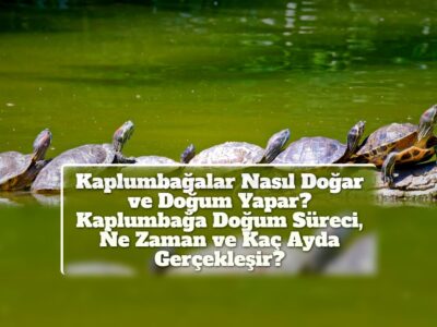 Kaplumbağalar Nasıl Doğar ve Doğum Yapar? Kaplumbağa Doğum Süreci, Ne Zaman ve Kaç Ayda Gerçekleşir?