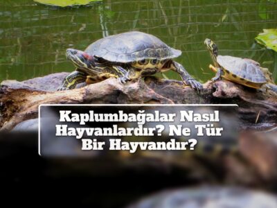 Kaplumbağalar Nasıl Hayvanlardır? Ne Tür Bir Hayvandır?