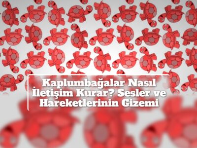 Kaplumbağalar Nasıl İletişim Kurar? Sesler ve Hareketlerinin Gizemi