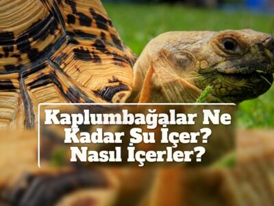 Kaplumbağalar Ne Kadar Su İçer? Nasıl İçerler?