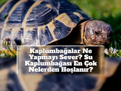 Kaplumbağalar Ne Yapmayı Sever? Su Kaplumbağası En Çok Nelerden Hoşlanır?