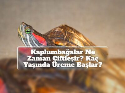 Kaplumbağalar Ne Zaman Çiftleşir? Kaç Yaşında Üreme Başlar?