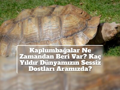 Kaplumbağalar Ne Zamandan Beri Var? Kaç Yıldır Dünyamızın Sessiz Dostları Aramızda?