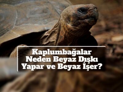 Kaplumbağalar Neden Beyaz Dışkı Yapar ve Beyaz İşer?