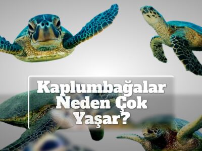 Kaplumbağalar Neden Çok Yaşar?