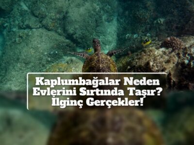 Kaplumbağalar Neden Evlerini Sırtında Taşır? İlginç Gerçekler!