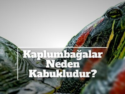 Kaplumbağalar Neden Kabukludur?
