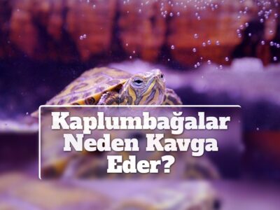 Kaplumbağalar Neden Kavga Eder?