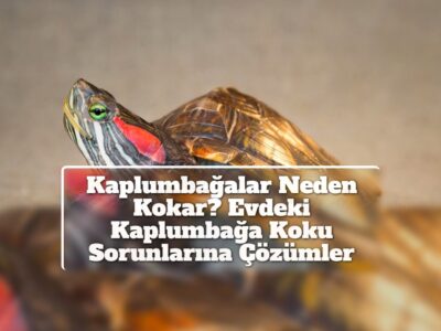 Kaplumbağalar Neden Kokar? Evdeki Kaplumbağa Koku Sorunlarına Çözümler