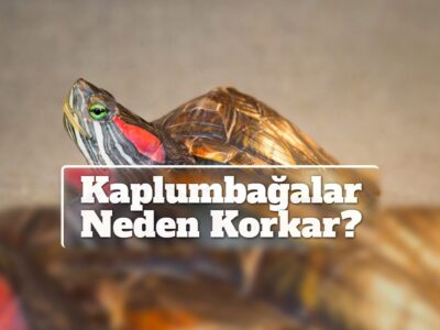 Kaplumbağalar Neden Korkar?